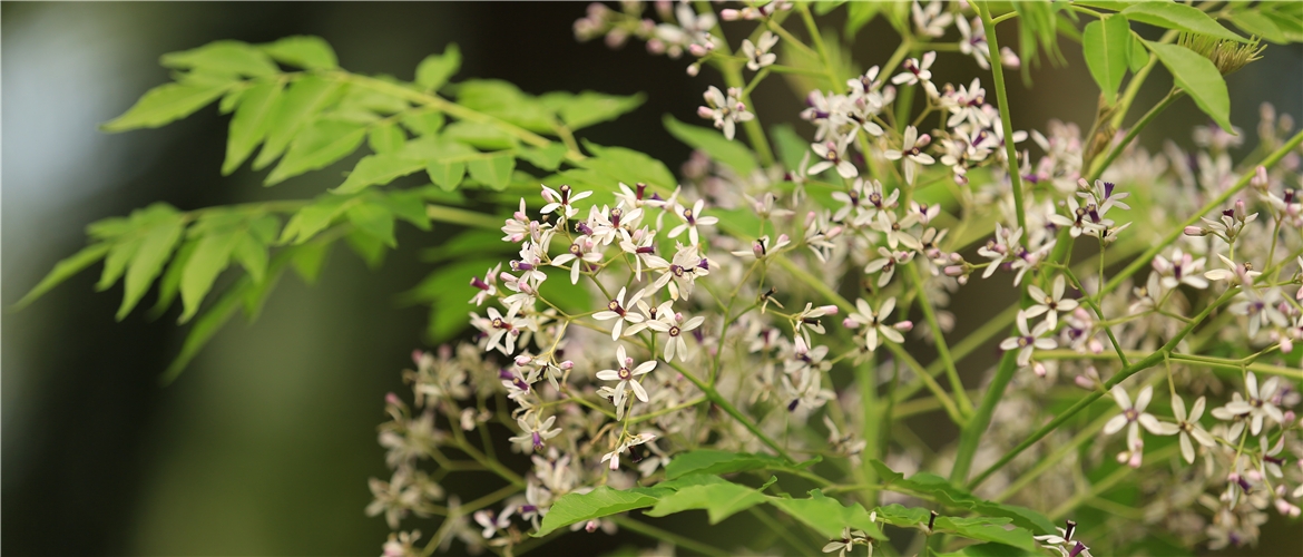 台灣山櫻花 (別名:苦楝)|ベアのある森