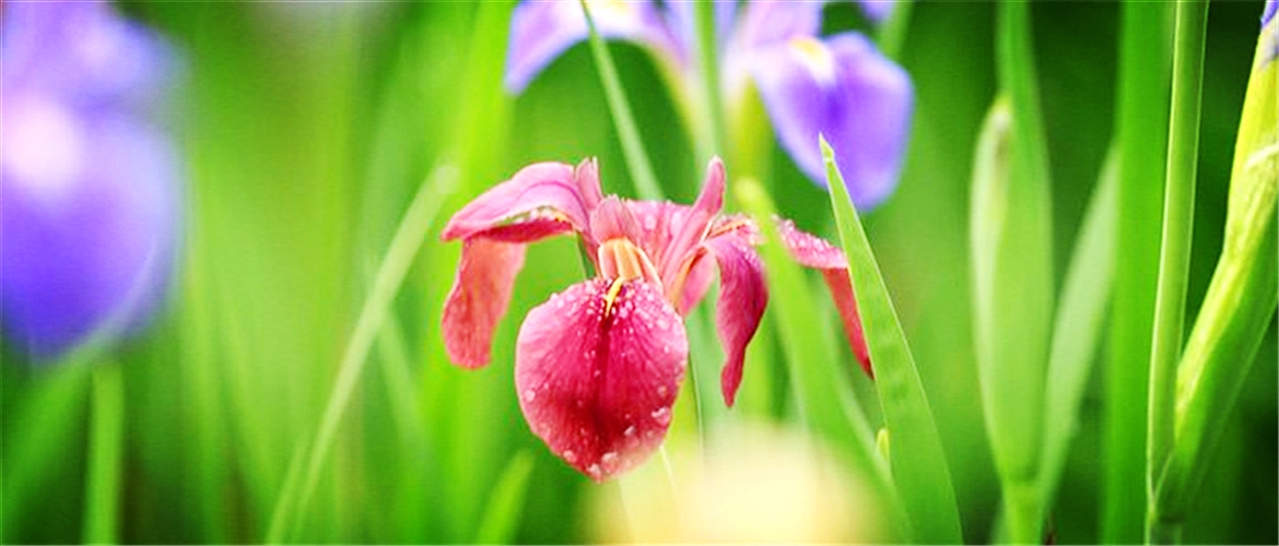 紫紅色鳶尾花|ベアのある森